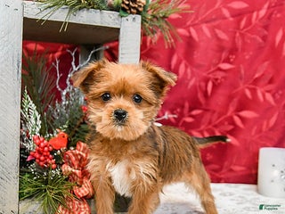 Shorkie dogs Archer - Ad 14