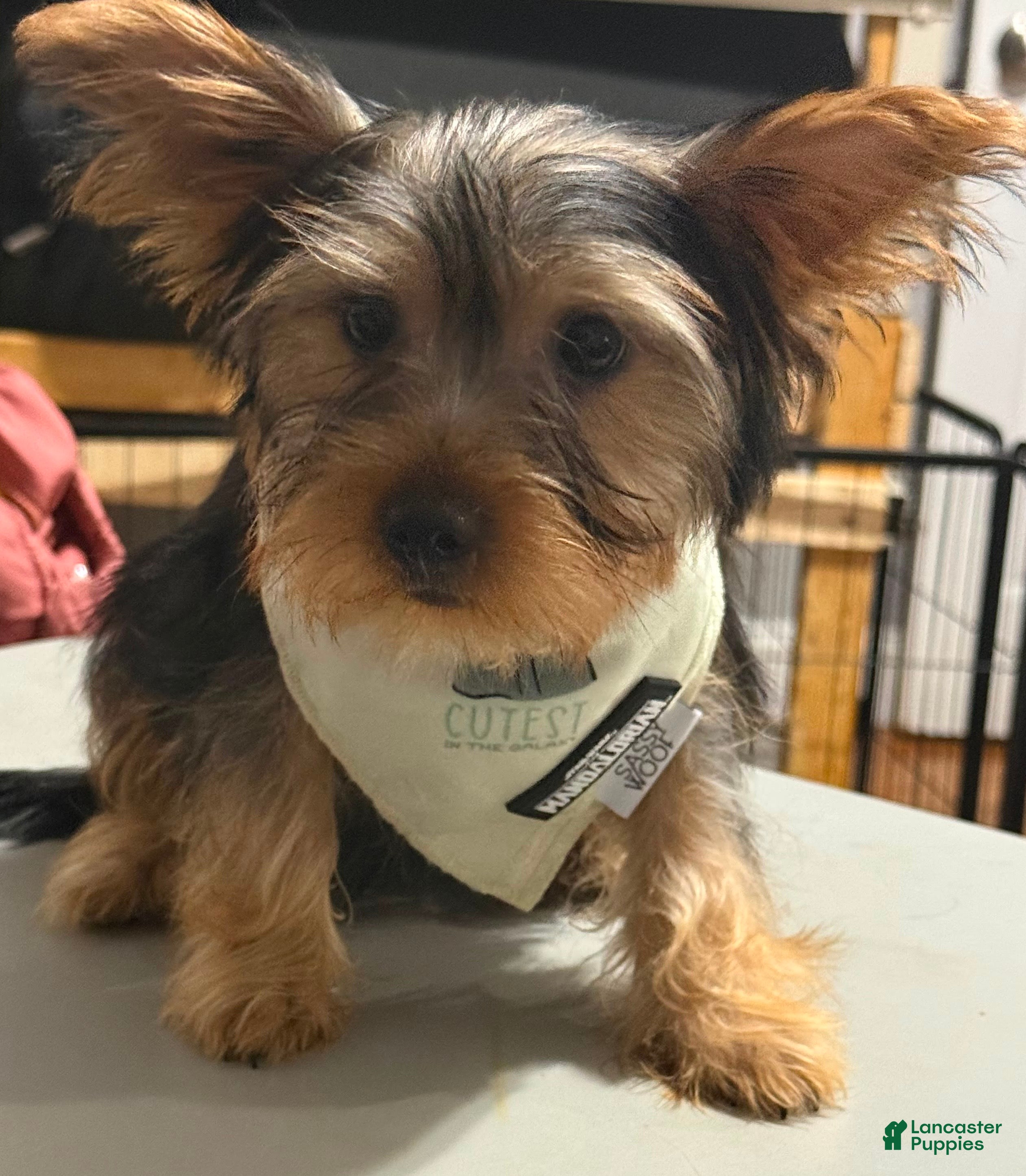 Yorkshire Terrier dogs Athena  - Ad 2