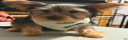 Yorkshire Terrier dogs for sale: Buttercup - Ad 3