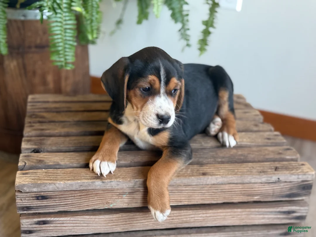 Mixed Breed dogs for sale: Barry - Ad 5