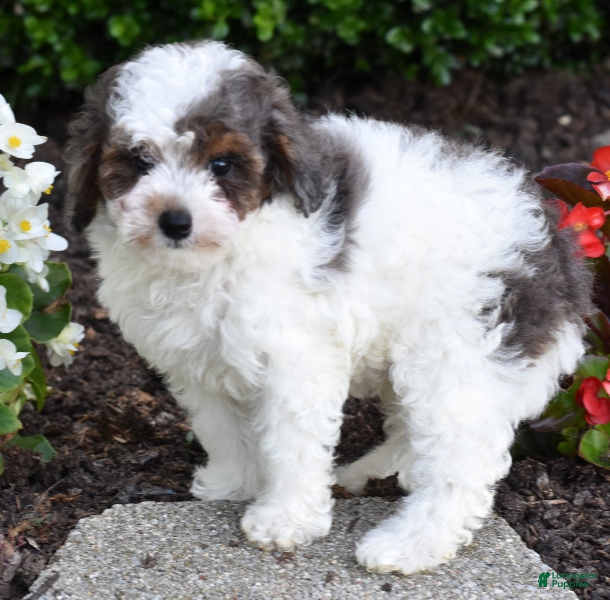Miniature Poodle dogs for sale: Denver - Ad 8