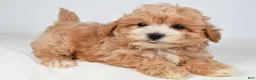 Maltipoo dogs for sale: Cassandra - Ad 9