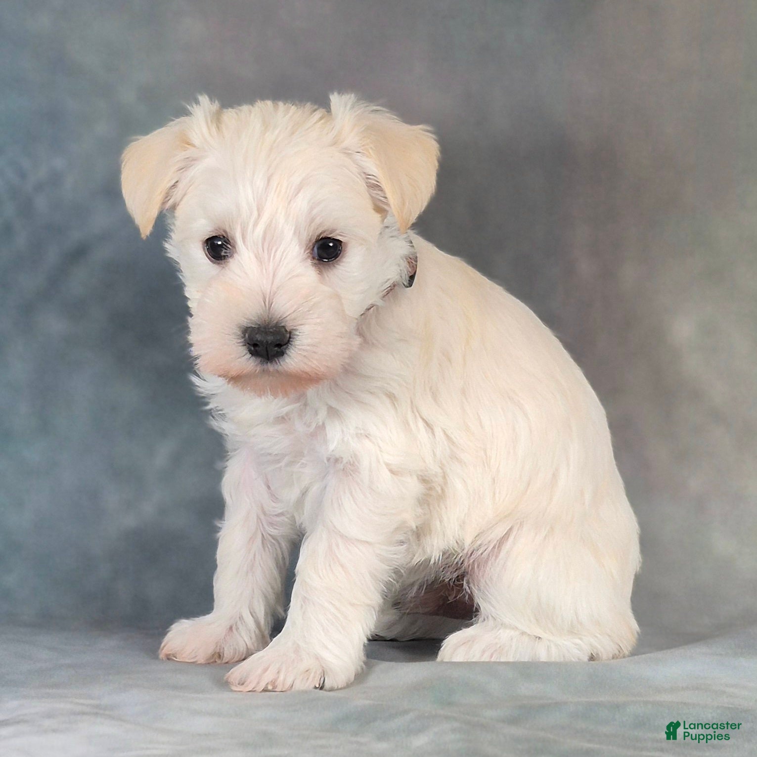 Miniature Schnauzer dogs for sale: Teddy - Ad 1