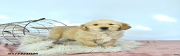 Golden Retriever dogs for sale: Daisy - Ad 2