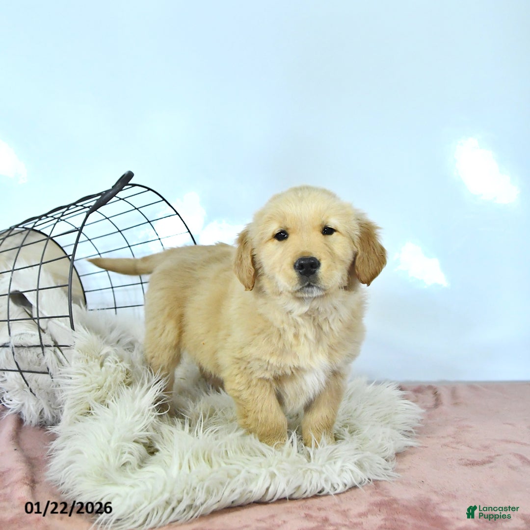 Golden Retriever dogs for sale: Daisy - Ad 2
