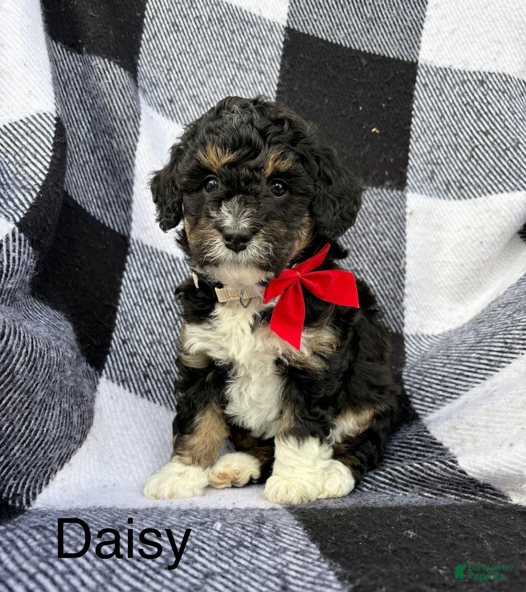 Mini Bernedoodle dogs Mini Bernedoodle Puppy 4 - Ad 4