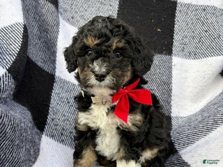 Mini Bernedoodle dogs Mini Bernedoodle Puppy 4 - Ad 18