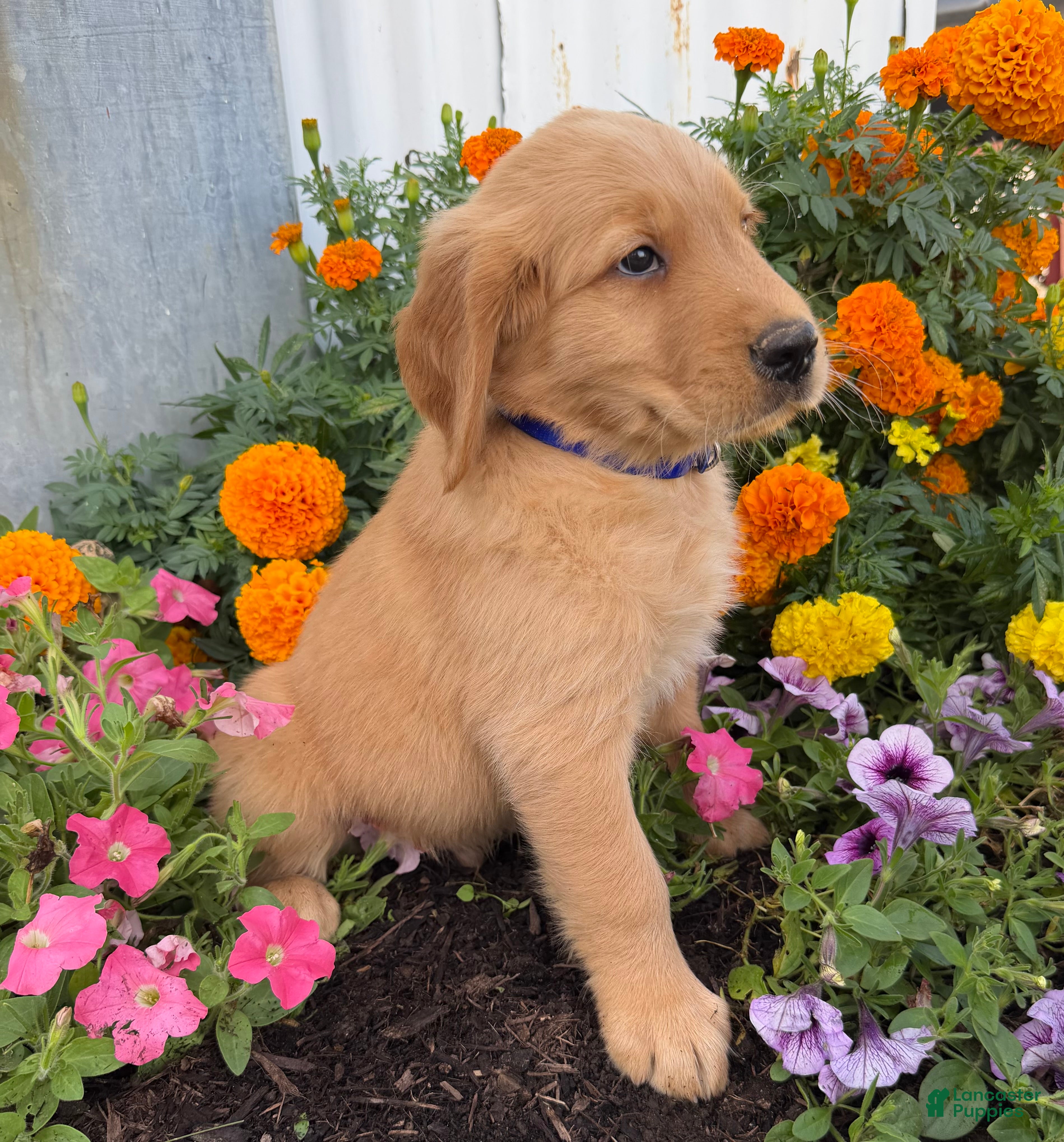 Golden Retriever dogs Hunter - Ad 2