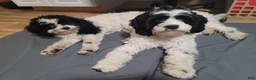 Cavapoo dogs for sale: Cavapoo 2 - Ad 5