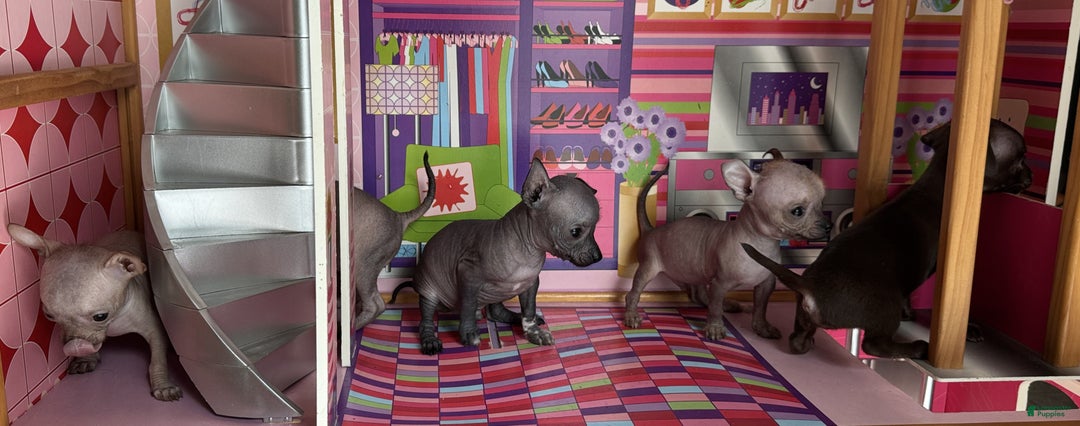 Mixed Breed dogs for sale: Cleopatra  - Ad 91