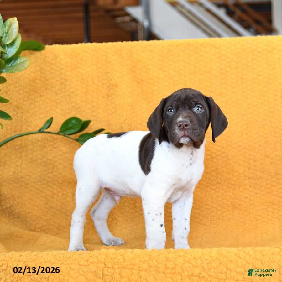 German Shorthaired Pointer dogs Baxter - Ad 3