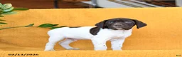 German Shorthaired Pointer dogs for sale: Baxter - Ad 1