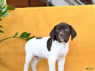 German Shorthaired Pointer dogs Baxter - Ad 3