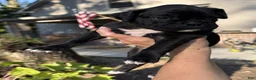 Boxer dogs for sale: Rosa AKC Seal Brindle Boxer - Ad 13