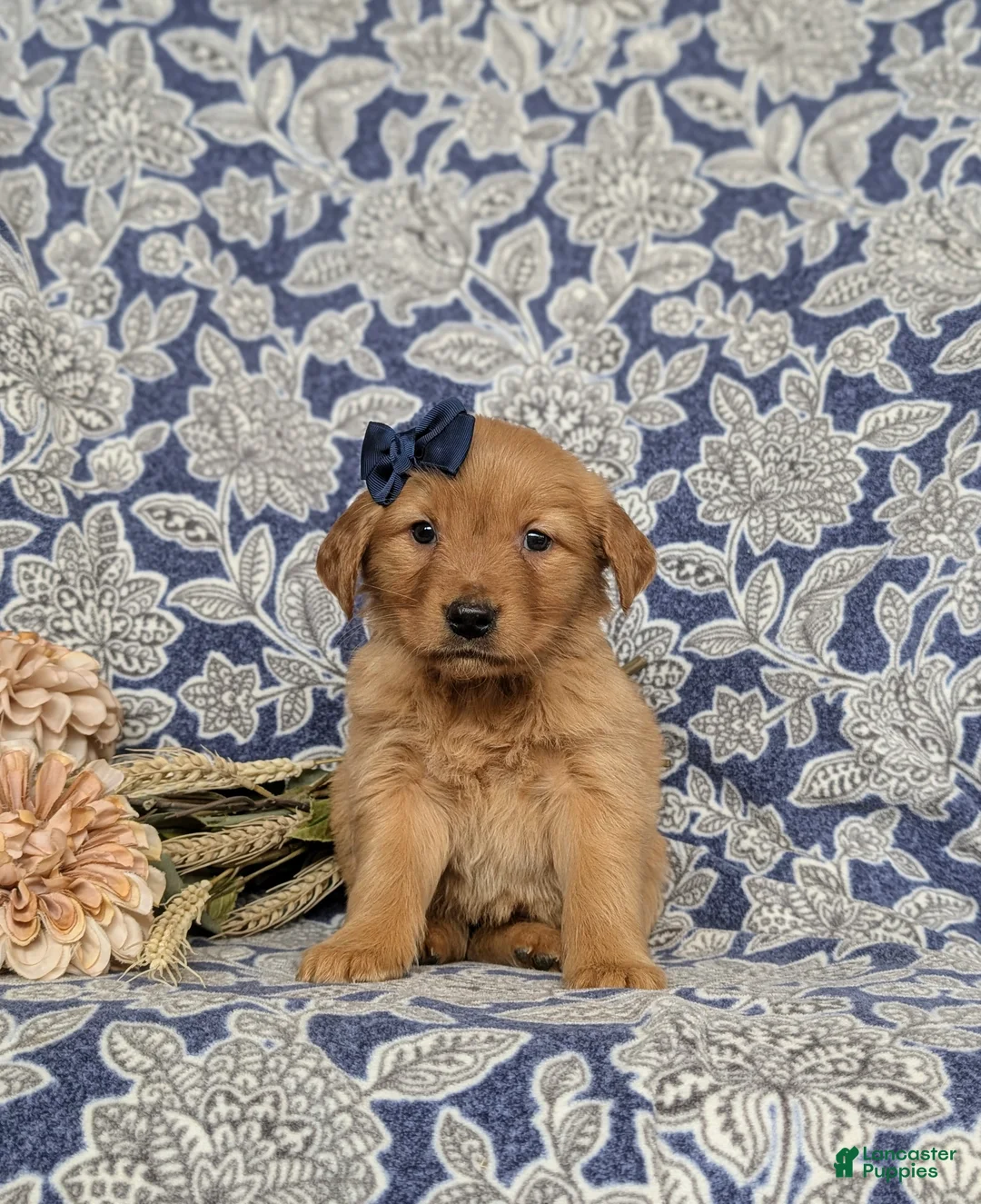 Golden Retriever dogs for sale: Janah - Ad 2