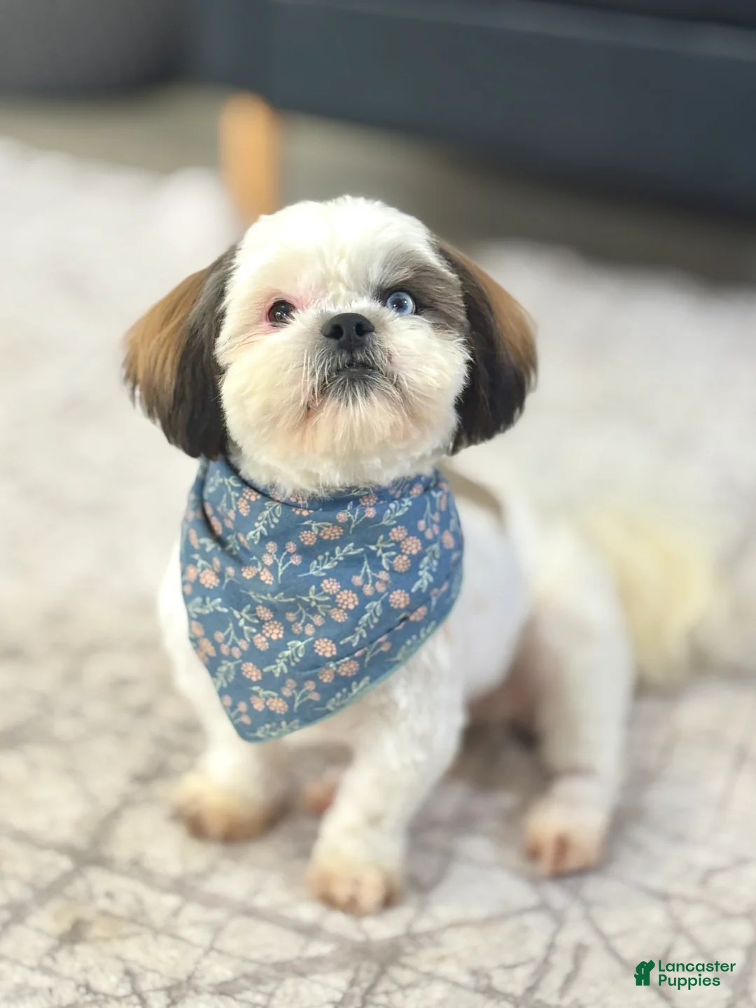 Shih Tzu dogs for sale: Shih Tzu Puppy 1 - Ad 6