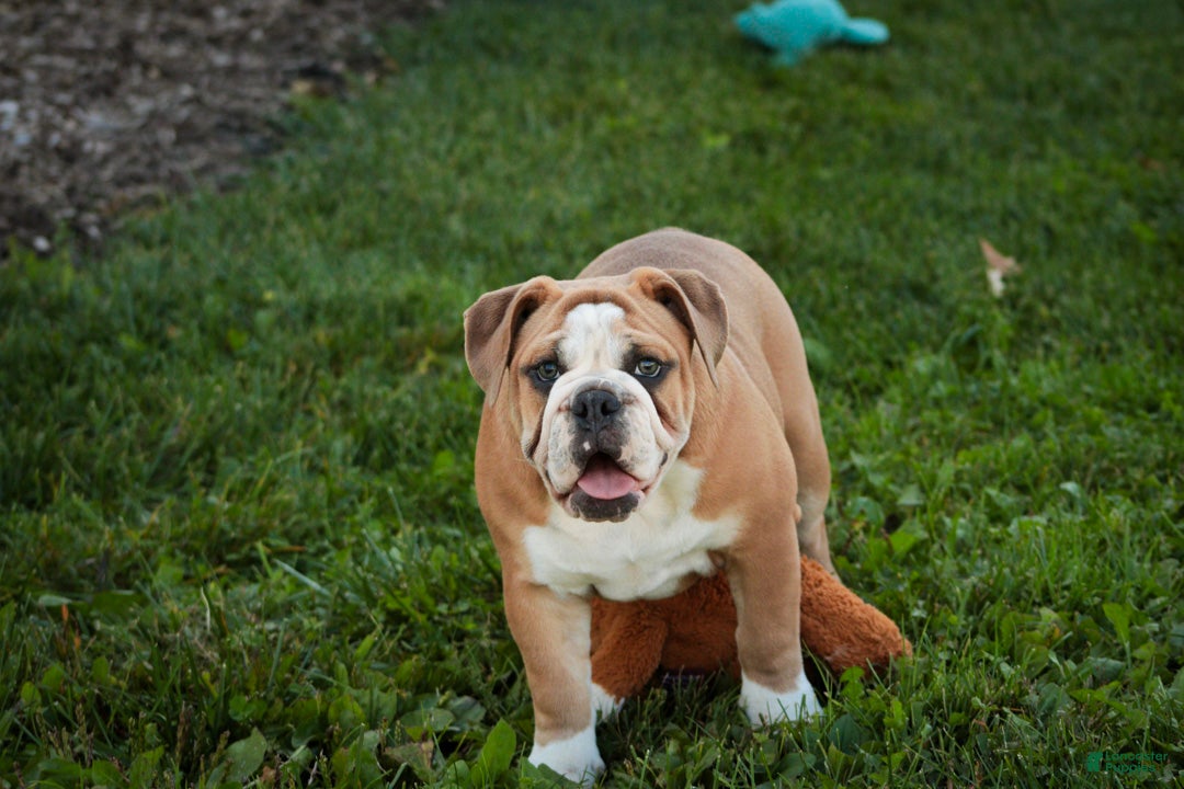 English Bulldog dogs Dream English Bulldog leash trained and crate training in progress - Ad 2