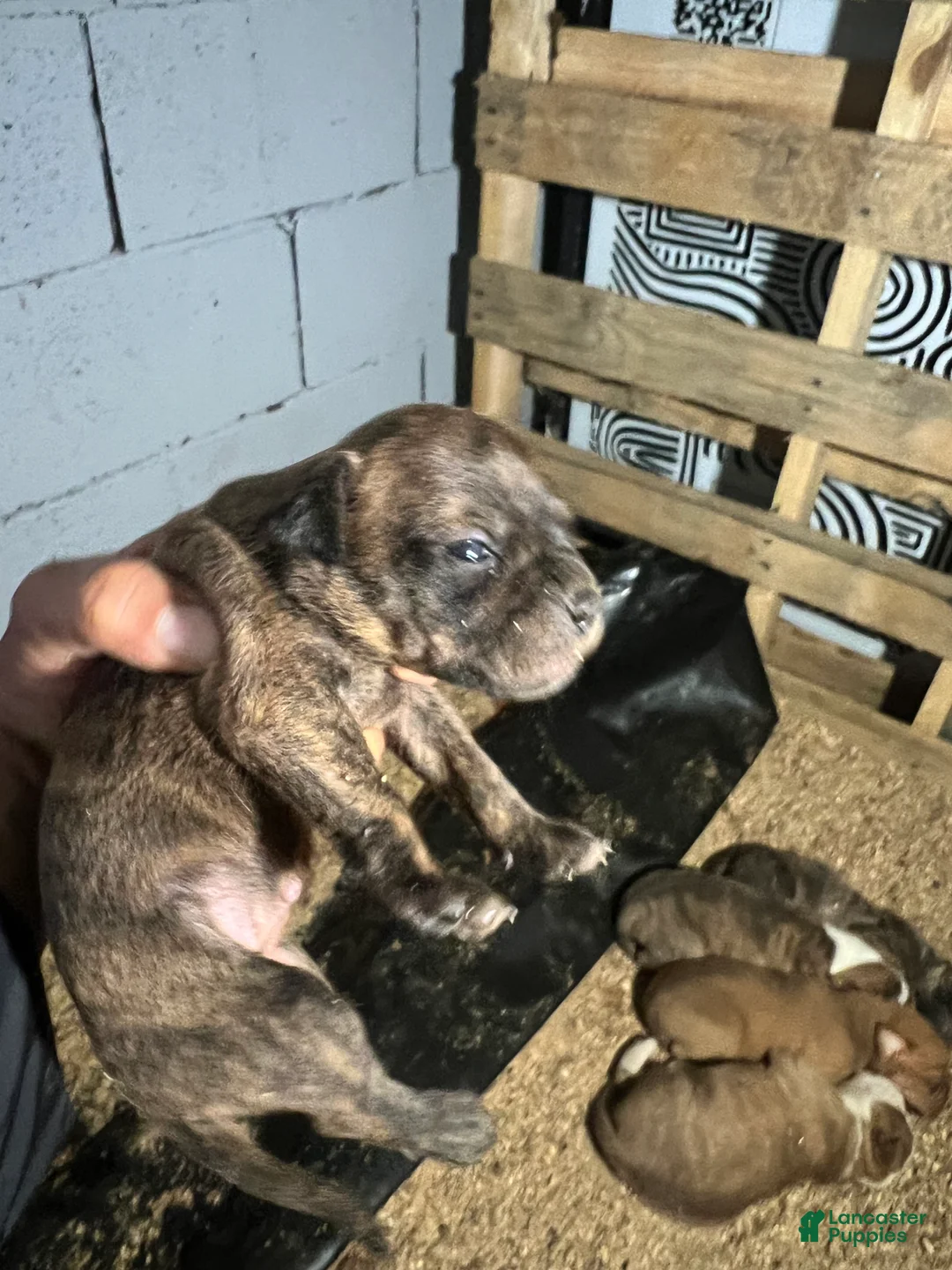 Olde English Bulldogge dogs for sale: Dark Brindle Olde English Bulldogge female – Available - Ad 2