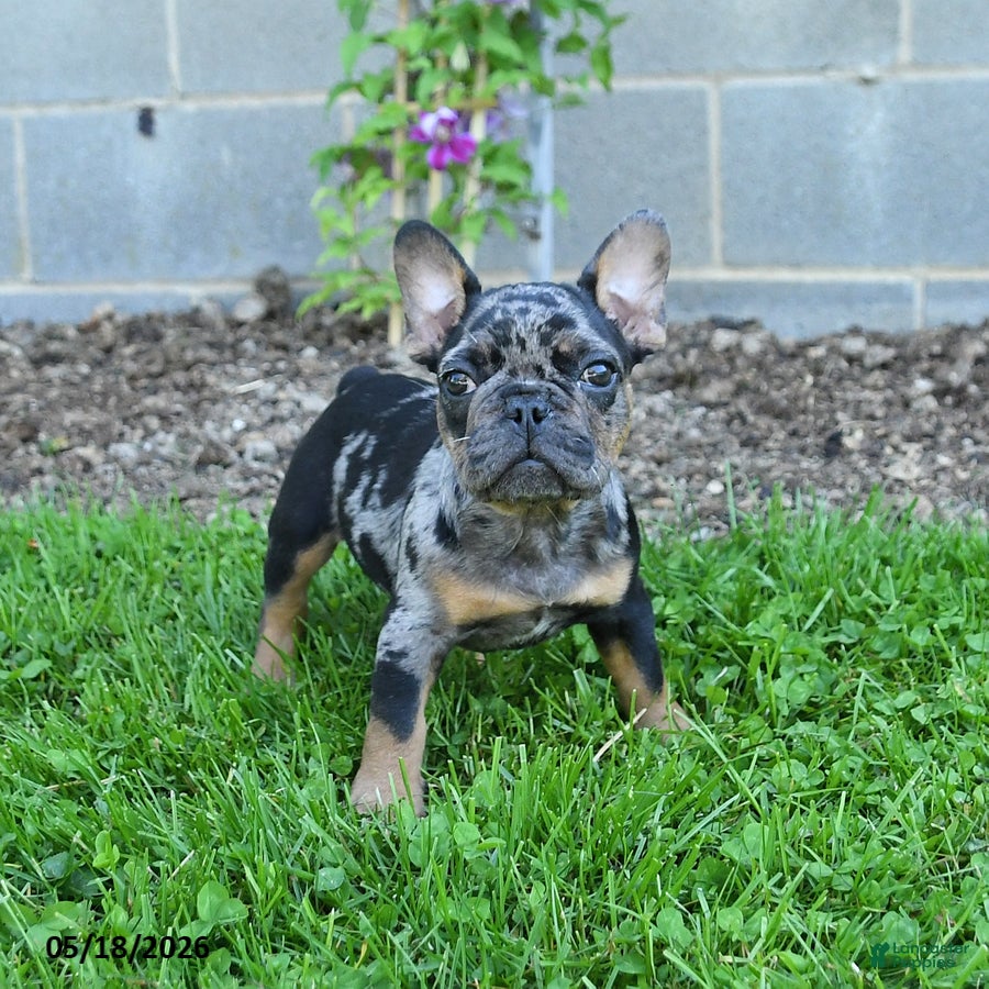 French Bulldog dogs Cowboy - Ad 1