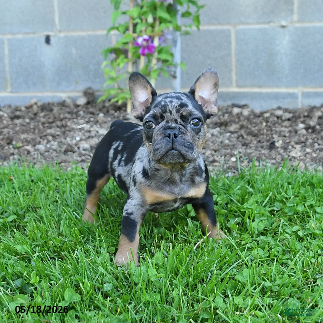 French Bulldog dogs for sale: Cowboy - Ad 1