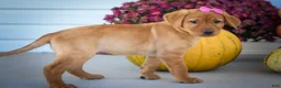 Labrador Retriever dogs for sale: NICKI - Ad 19