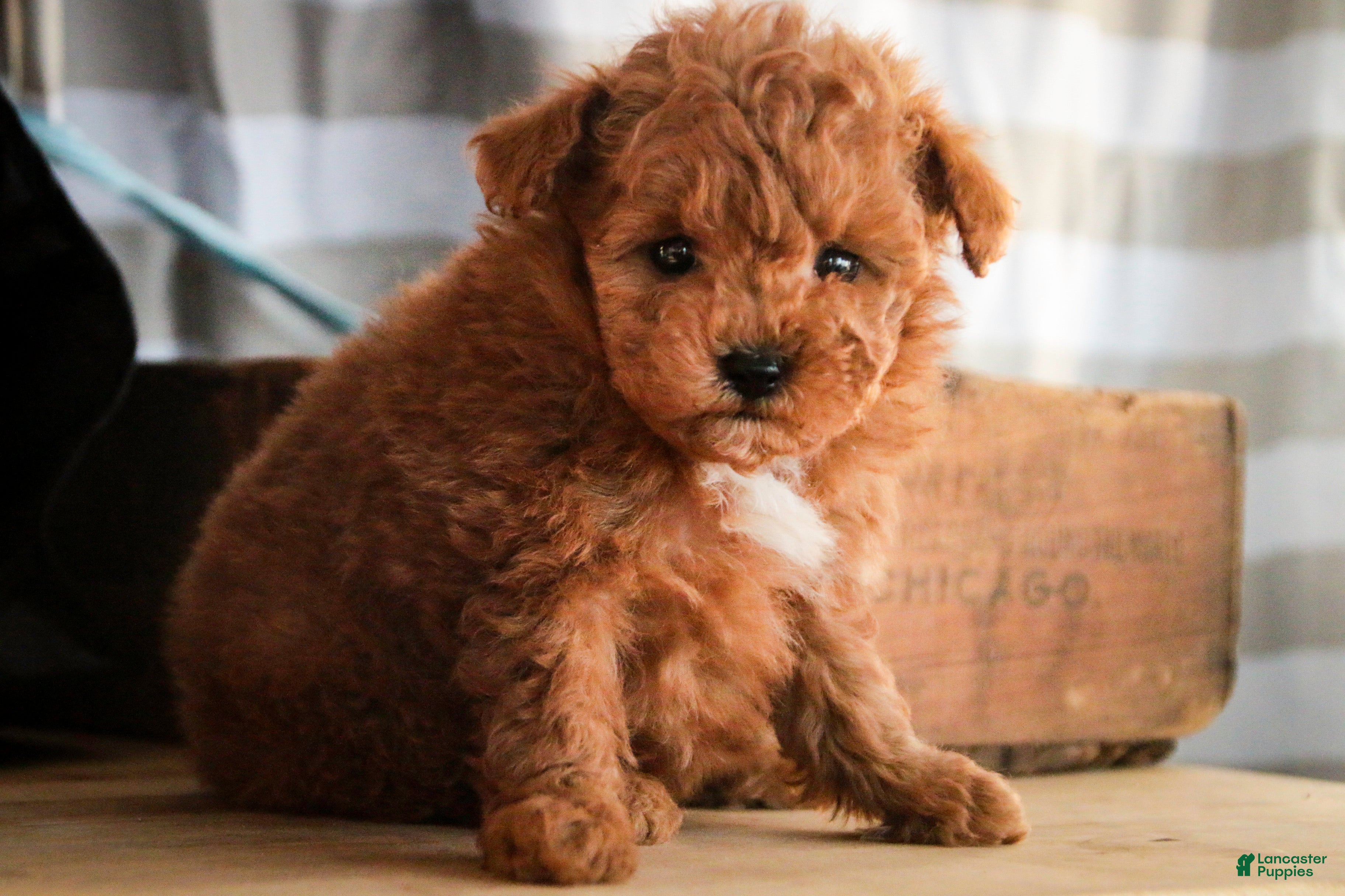 Miniature Poodle dogs Kasper - Ad 28