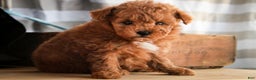 Miniature Poodle dogs for sale: Kasper - Ad 1