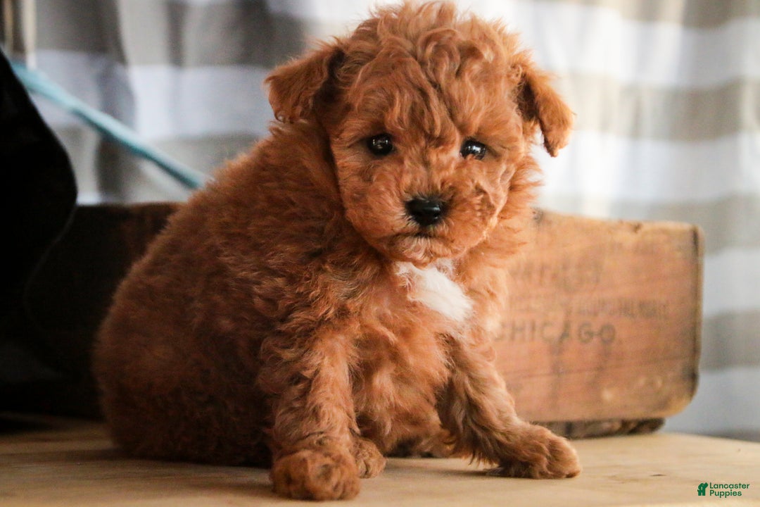 Miniature Poodle dogs for sale: Kasper - Ad 1