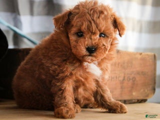 Miniature Poodle dogs Kasper - Ad 28