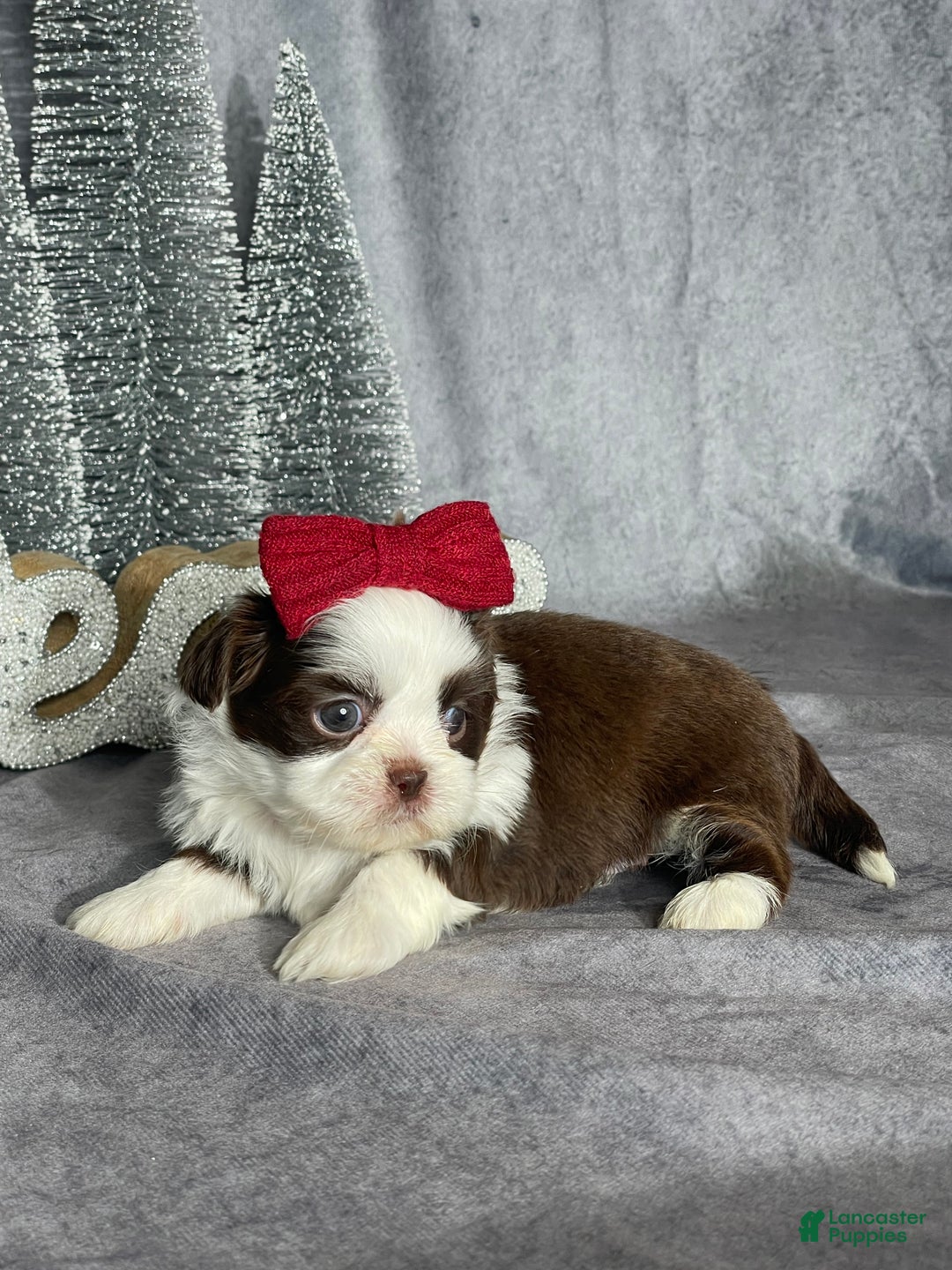 Shih Tzu dogs for sale: Skye - Ad 3