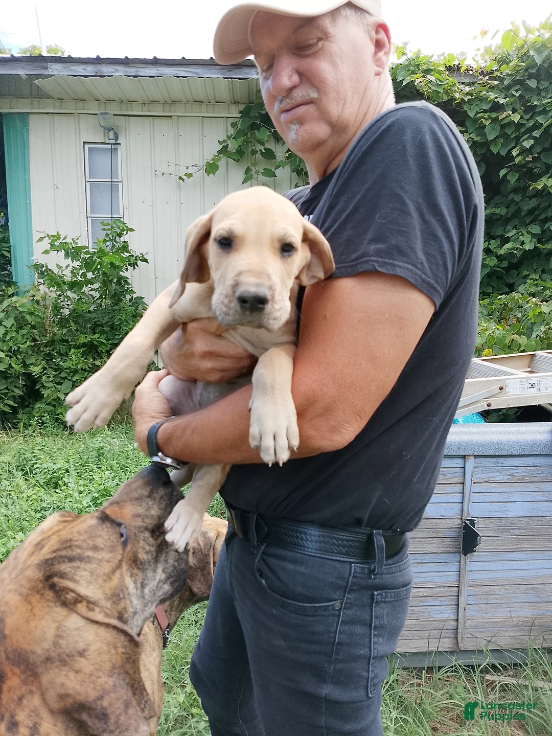 Great Dane dogs for sale: Great Dane 2 - Ad 1