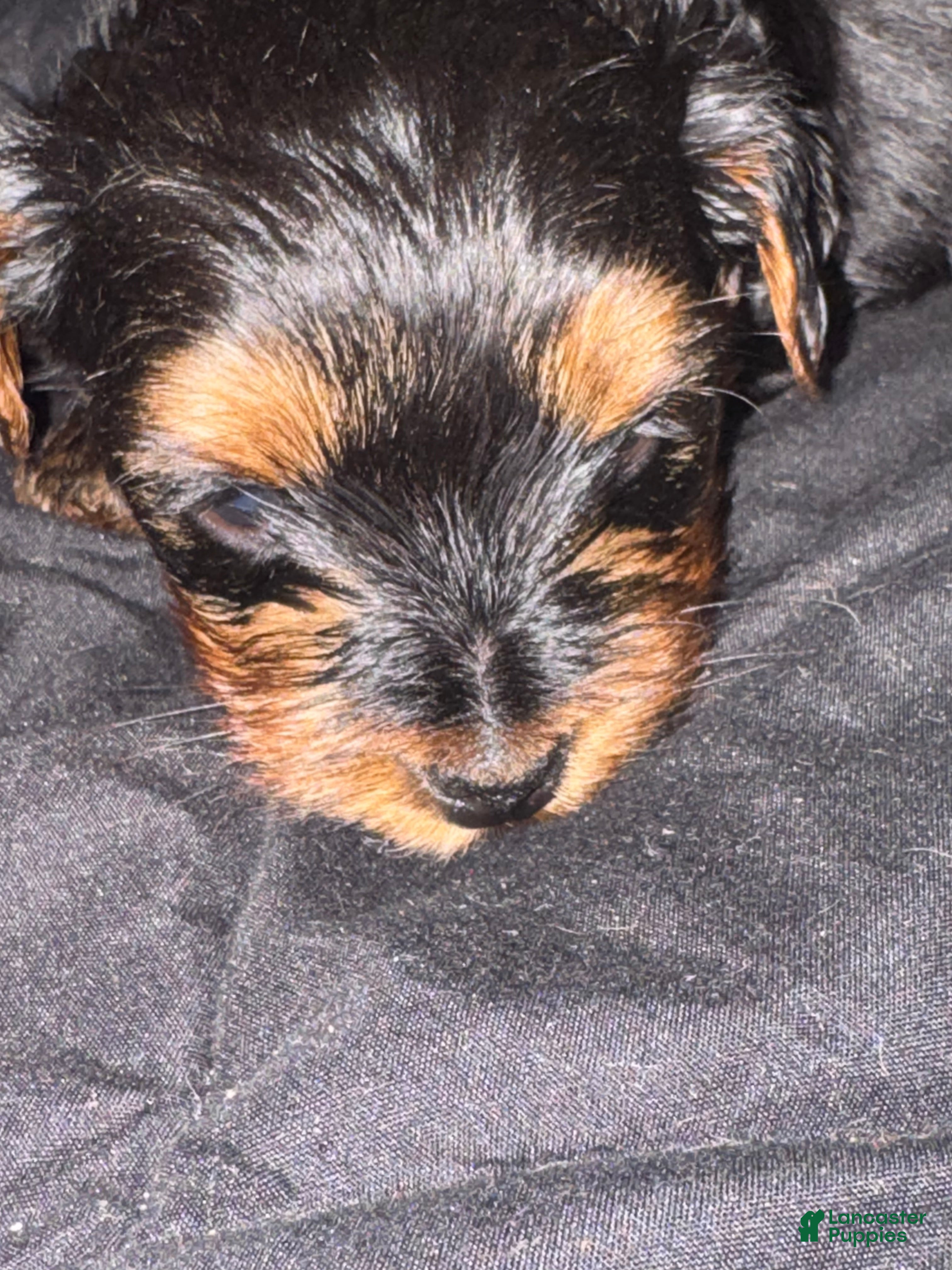 Yorkiepoo dogs Yorkiepoo 1 - Ad 12