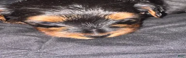 Yorkiepoo 1