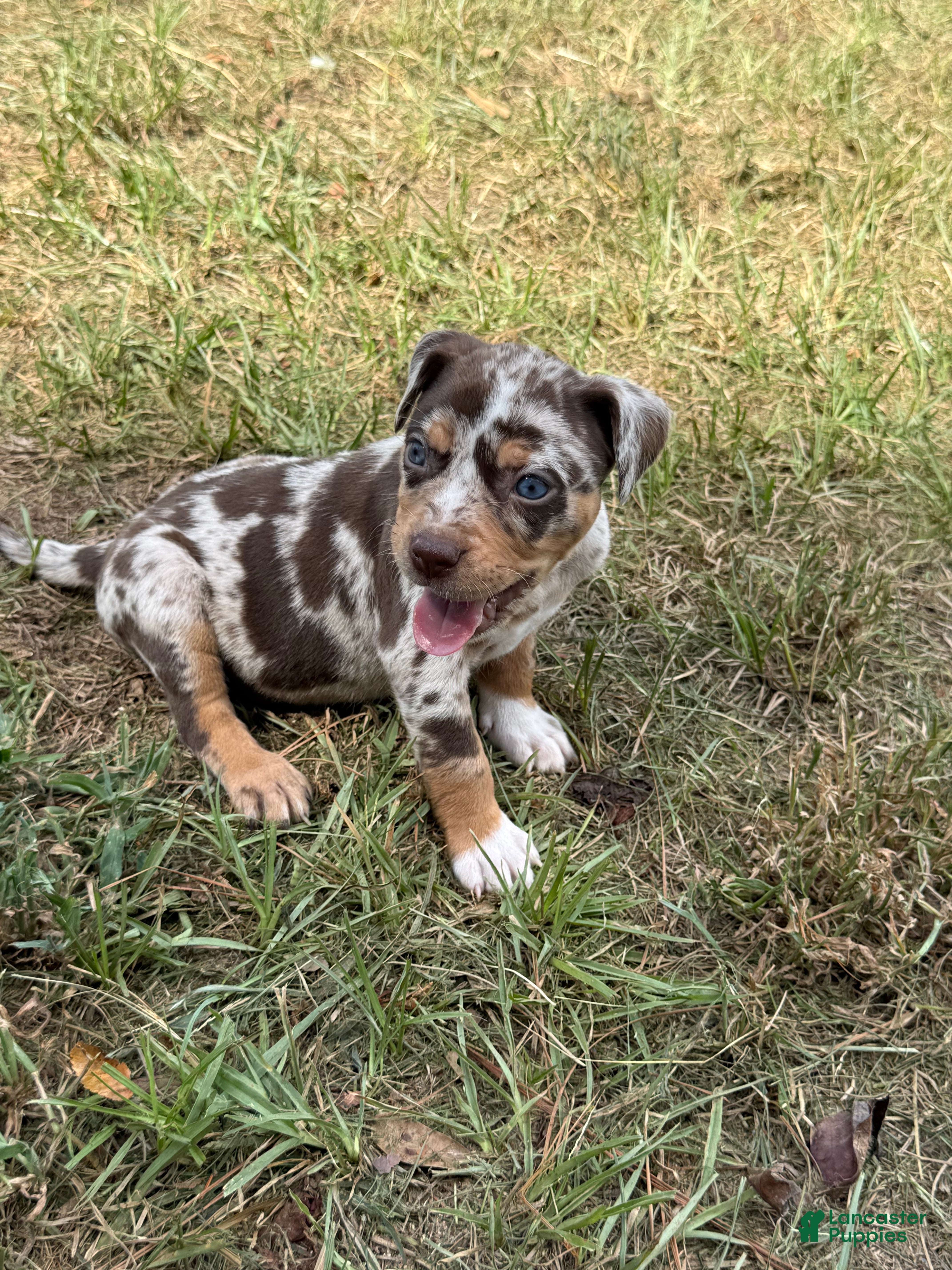 Catahoula Leopard Dog dogs for sale: Hot Pants aka Belle - Ad 3
