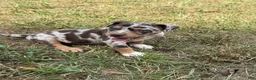 Catahoula Leopard Dog dogs for sale: Hot Pants aka Belle - Ad 1