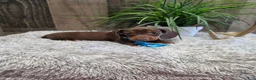 Miniature Dachshund dogs for sale: Sarge - Ad 6