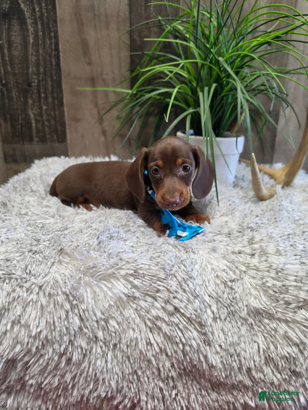 Miniature Dachshund dogs for sale: Sarge - Ad 6