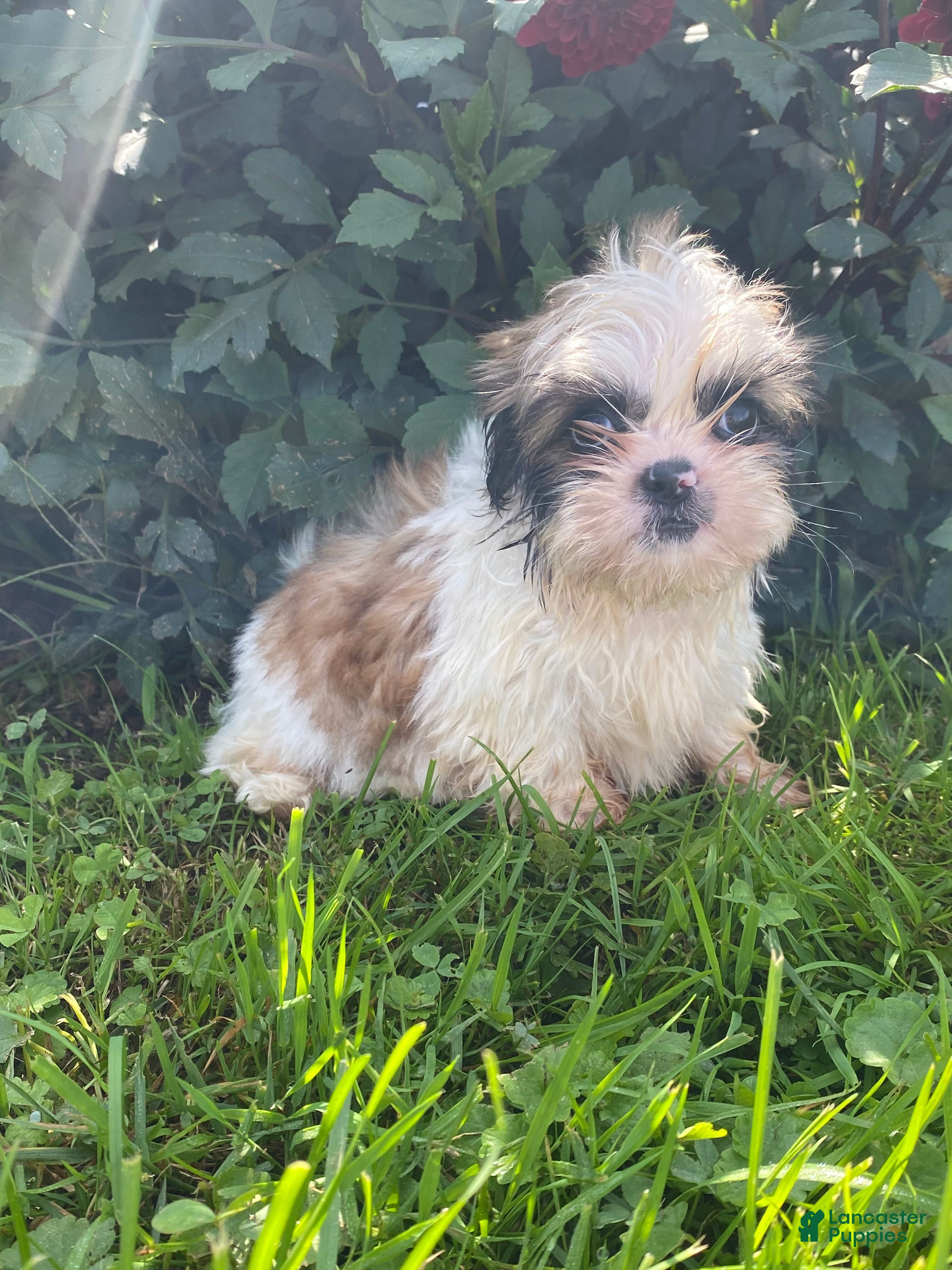 Shih Tzu dogs Max - Ad 2