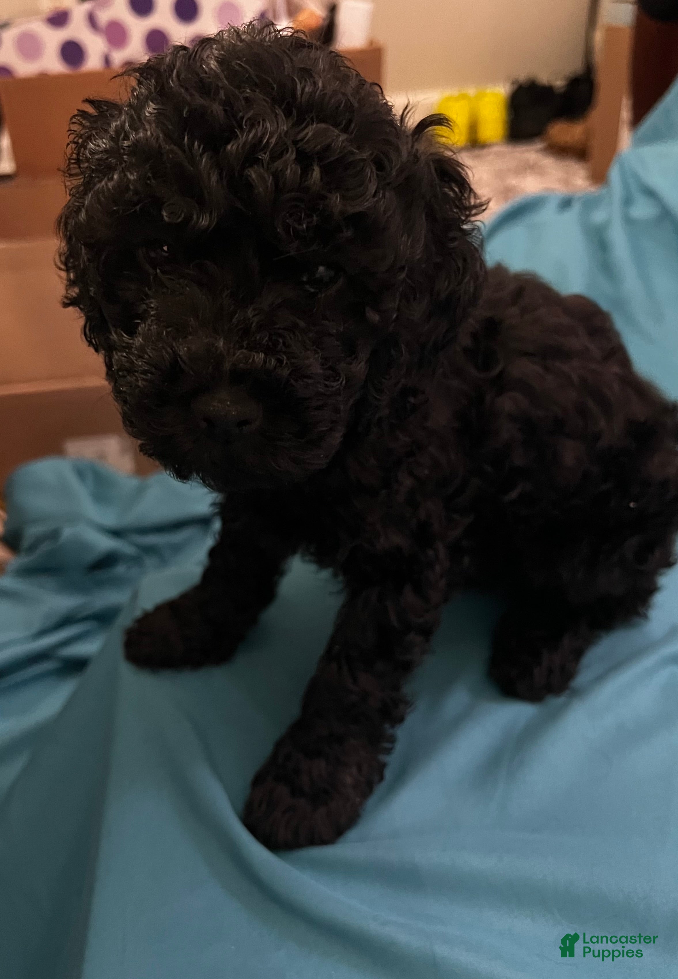 Cockapoo dogs Mylo - Ad 2
