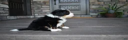 Mini Bernedoodle dogs for sale: Casey - Ad 10