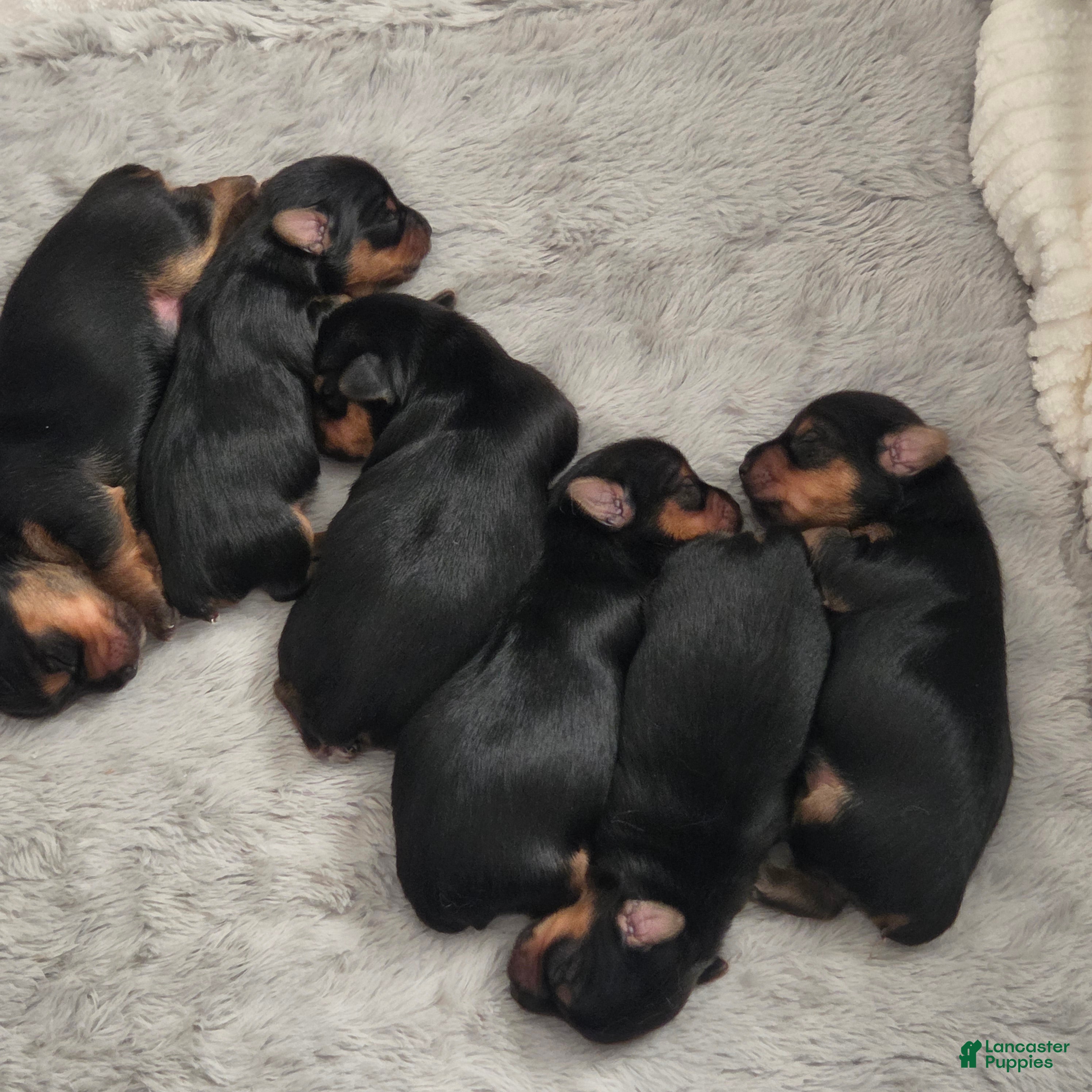 Yorkshire Terrier dogs Yorkshire Terrier 4 - Ad 30