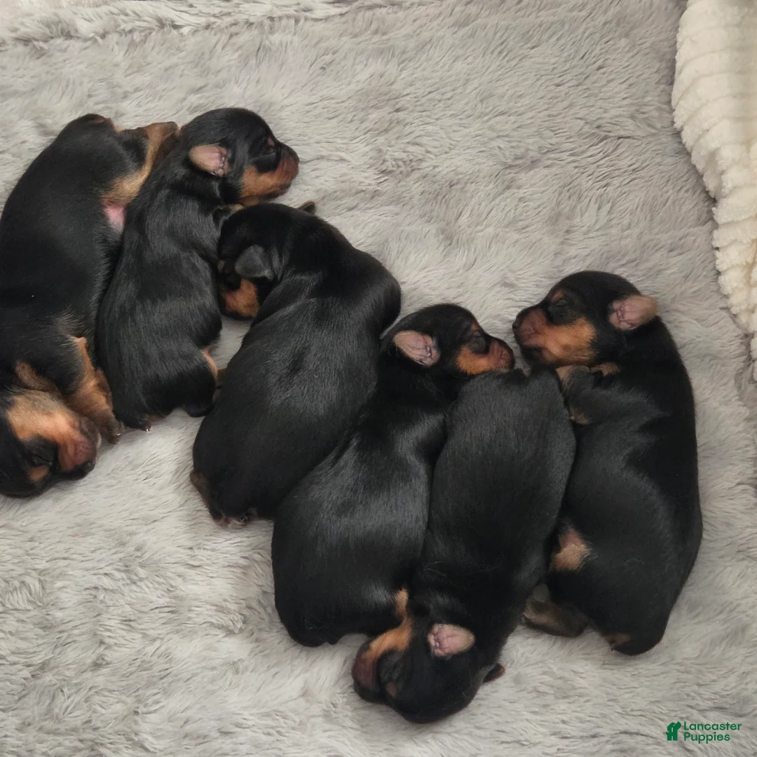 Yorkshire Terrier dogs for sale: Yorkshire Terrier 4 - Ad 1