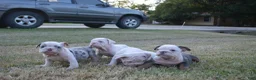 English Bulldog dogs for sale: Butterfly  - Ad 5