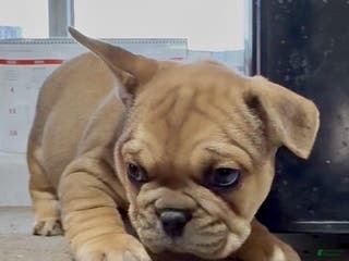 French Bulldog dogs Lincoln - Ad 9