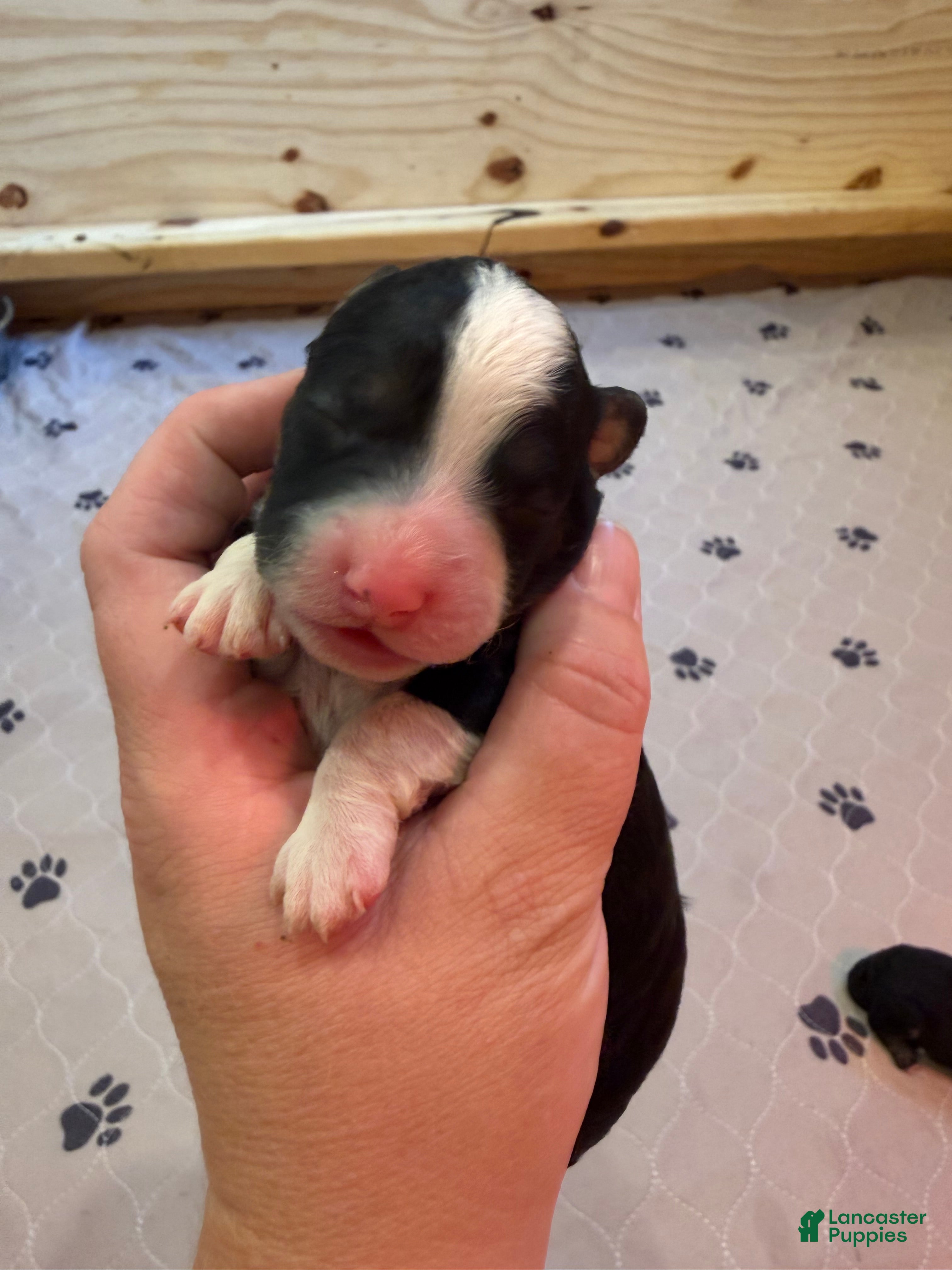 Mini Bernedoodle dogs for sale: Lily - Ad 1