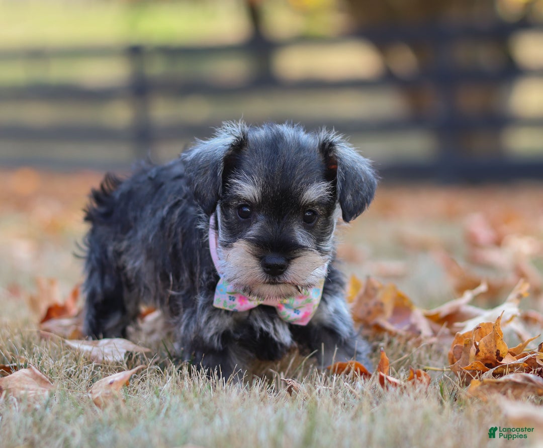 Miniature Schnauzer dogs for sale: Brianna - Ad 21