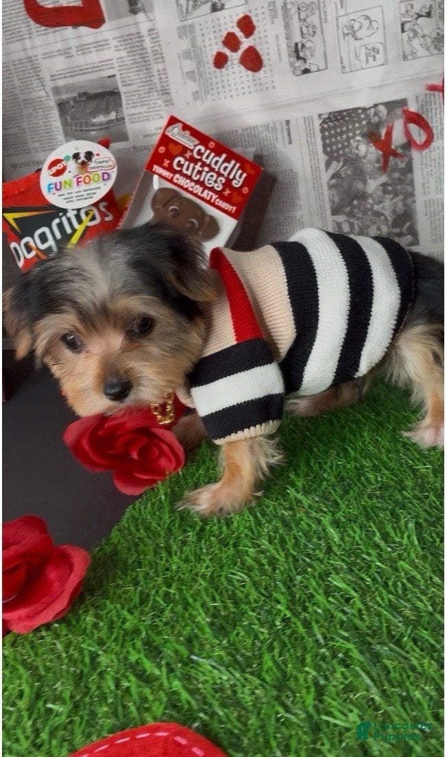 Yorkshire Terrier dogs Halo - Ad 14