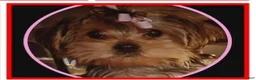 Morkie dogs for sale: Morkie Puppy 2 - Ad 2
