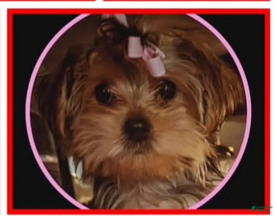Morkie dogs for sale: Morkie Puppy 2 - Ad 2
