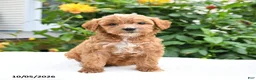 Mini Goldendoodle dogs for sale: Pansy - Ad 6